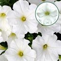 Afbeelding van Petunia P12 White